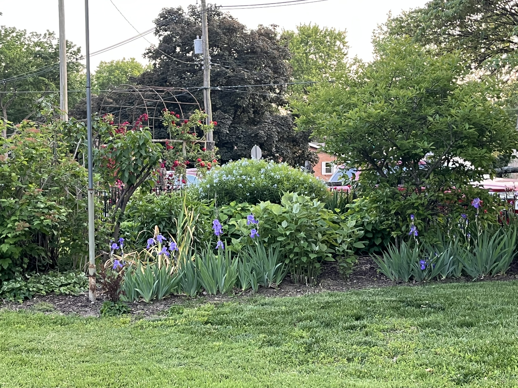 Garden photo